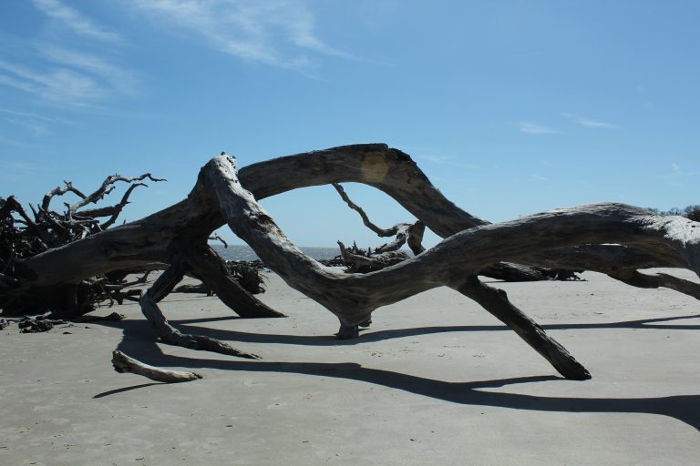 Magical Driftwood Beach: A must see!