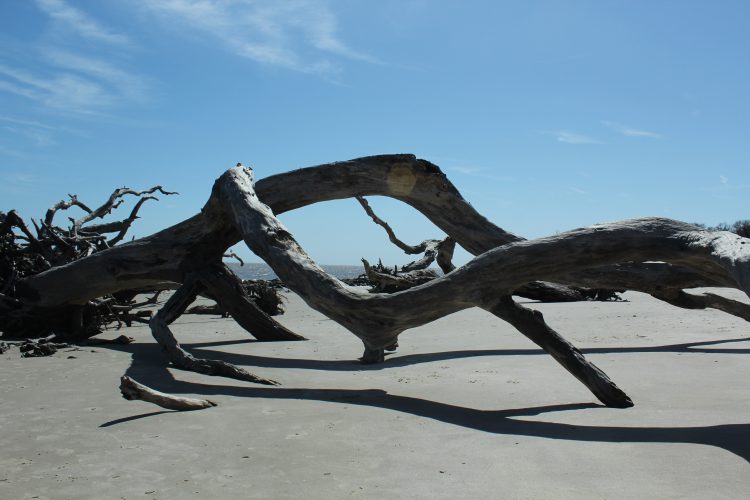 Magical Driftwood Beach A must see! Family Travels on a Budget