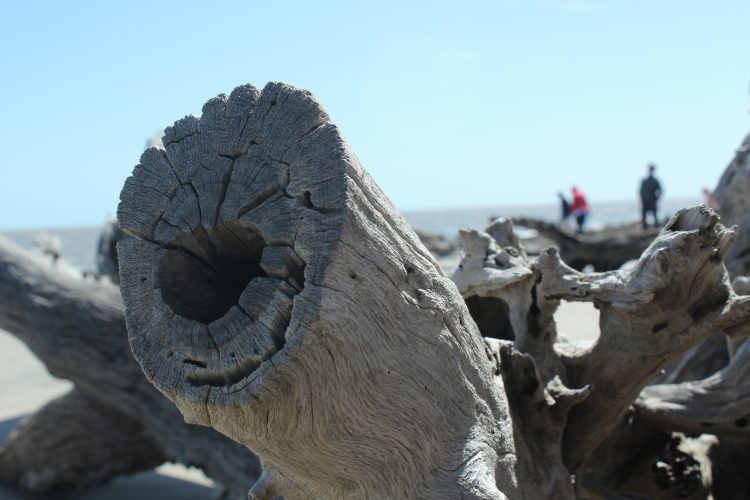 Driftwood Beach Photography: The petrified end of the tree with people in the background.