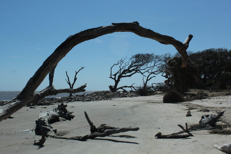 Driftwood Beach photography: Trees blown by steady sea breezes grow leaning inward. These died and are petrified.