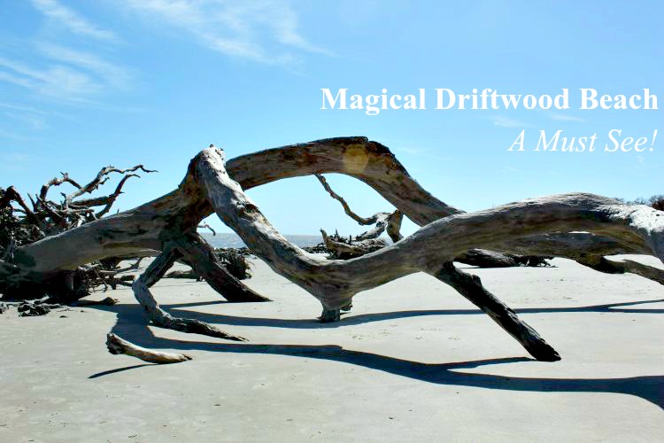Driftwood Beach Photography: A tree fallen on the sand with blue sky above and shadows on the ground.