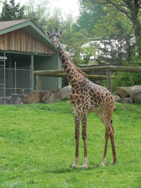 Giraffe at Cleveland Metroparks Zoo, one of the top things to do in Cleveland for families.