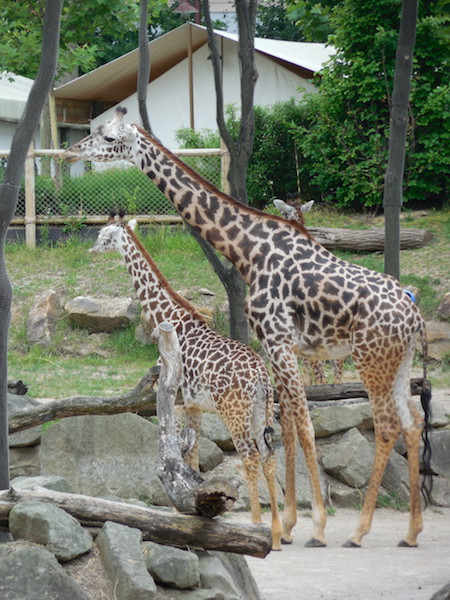 A mama giraffe with her baby at the Cincinnati Zoo.