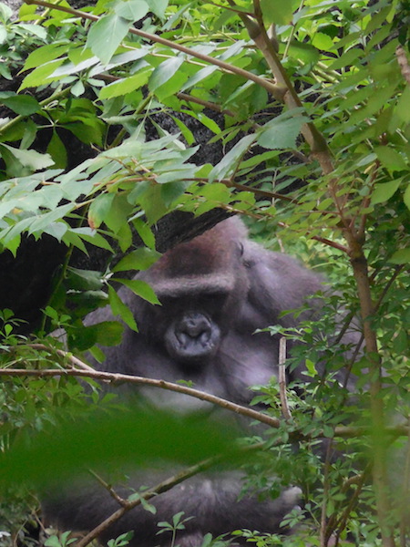 Gorilla peeking through the trees.
