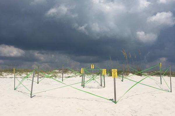 Sea turtle nests are clearly marked