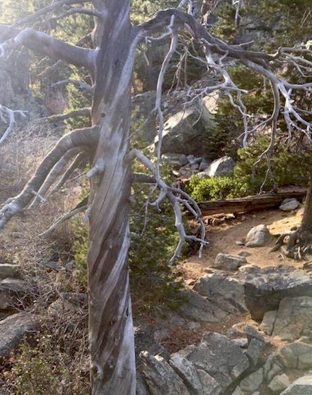 Tree twisted by the high winds that buffer Lake Tahoe.