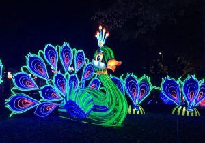 Celebrating Culture: NC's Chinese Lantern Festival - Family Travels on