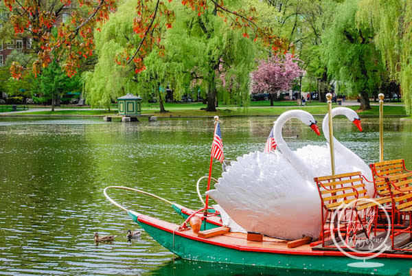 The Boston Common Swan Boats at Boston Public Garden