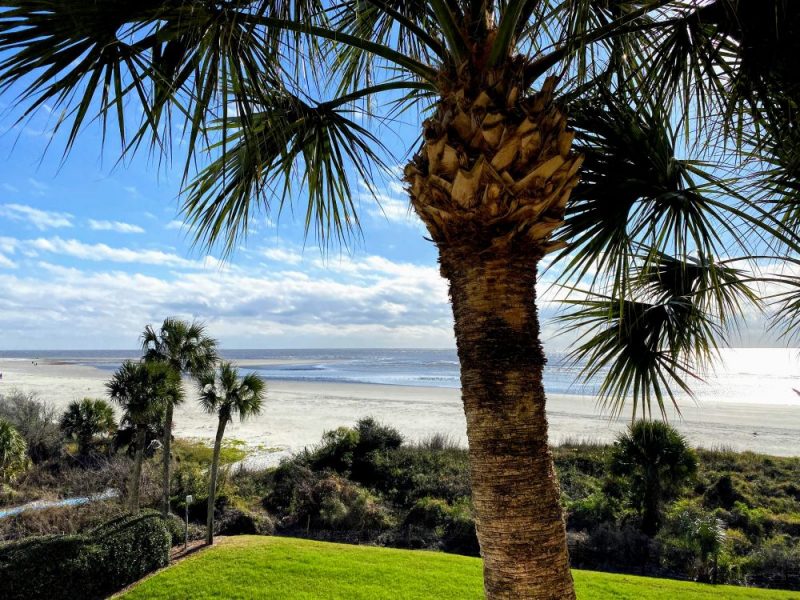 Palm tree in foreground with blue sky, clouds and the Atlantic coast beyond