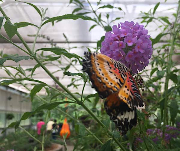 Butterfly on a purple flower at the butterfly house at Perry's Cave Family Fun Center in Ohio.