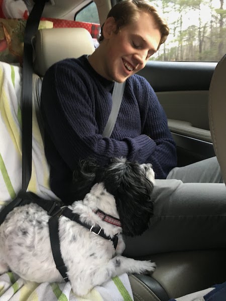 Dog's head rested on teen guy's knee in the back seat of a car.