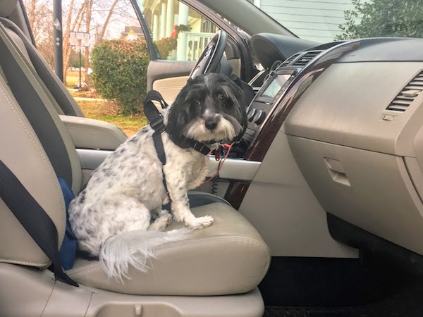 Dog sitting in passenger seat of car with travel harness on.