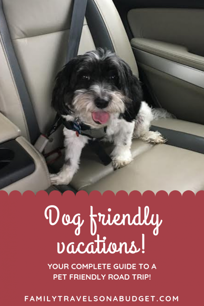 Pet friendly vacations start with the right planning and equipment for a safe, fun vacation.