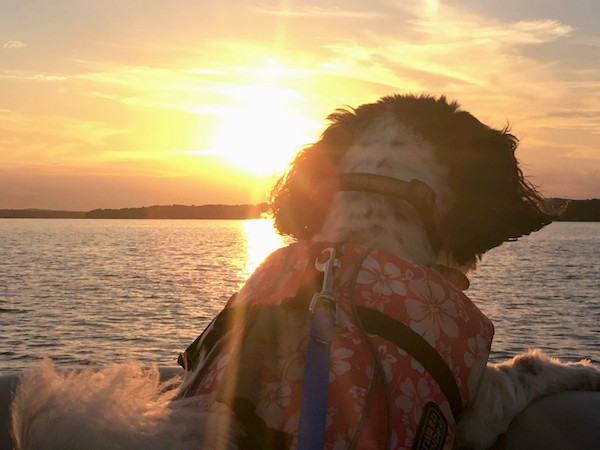 Dog in a floral life jacket for dogs on the back of a boat at sunset.