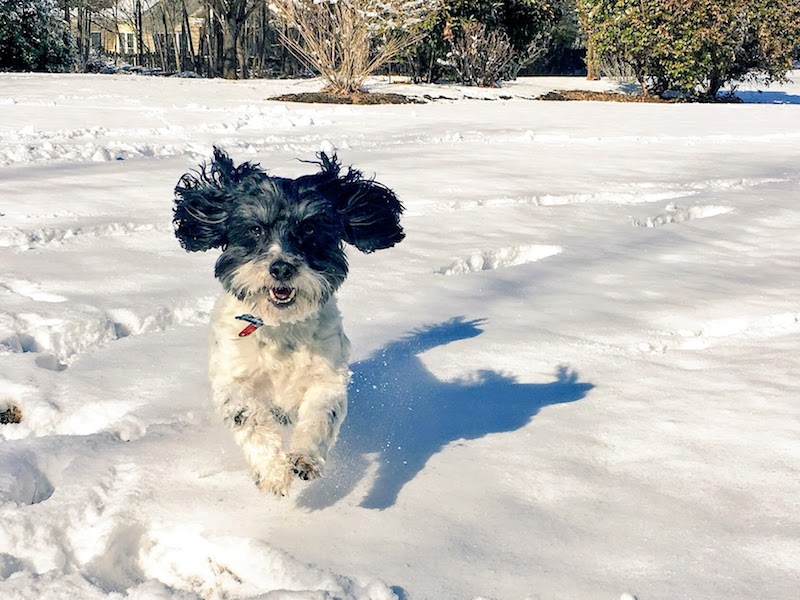 Small black and white dog running through the snow.