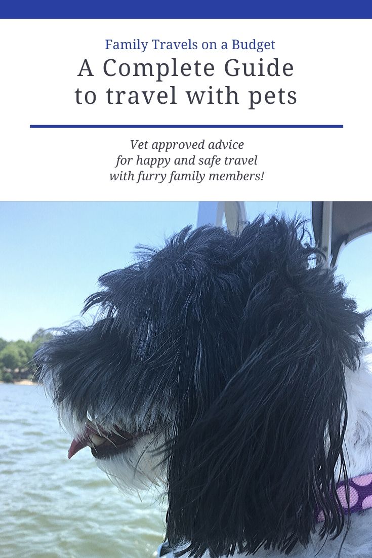 Dog friendly vacations Complete guide to a pet friendly road trip