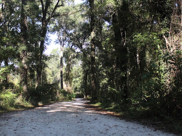The Miccouskee Greenway Trail is a level family hiking trail in Tallahassee under a canopy of trees and Spanish moss.