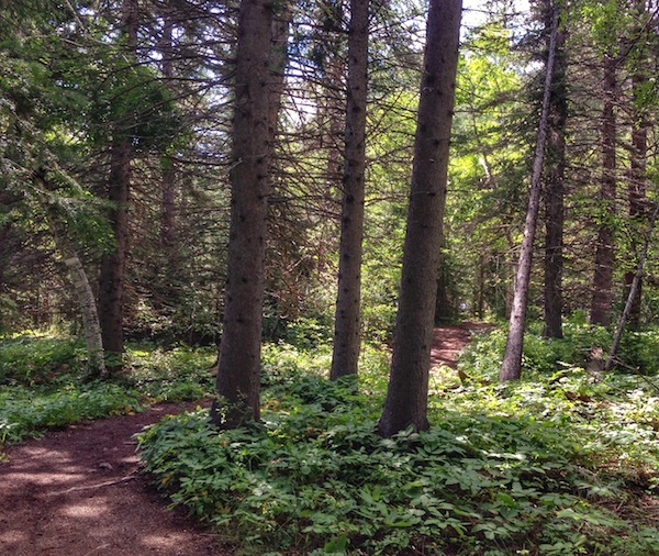 South Dakota's Spearfish Canyon has a variety of hiking trails under massive evergreens.