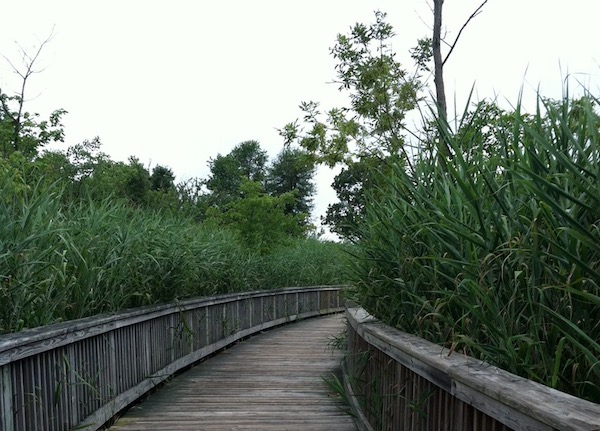 A wooden boardwalk at the Audubon Society of Rhode Island Nature Center offers easy family hiking trails for young families.