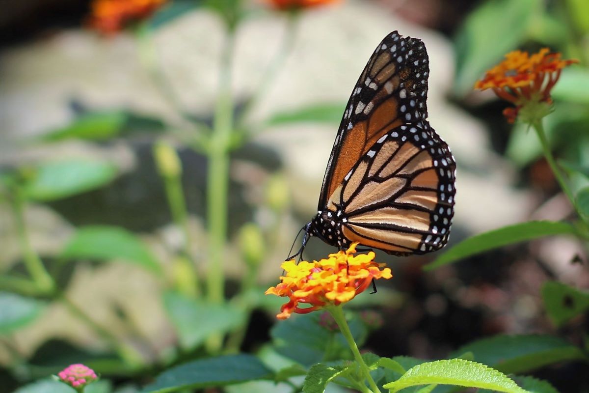 Closeup image of a Monarch Butterfly on a flower.