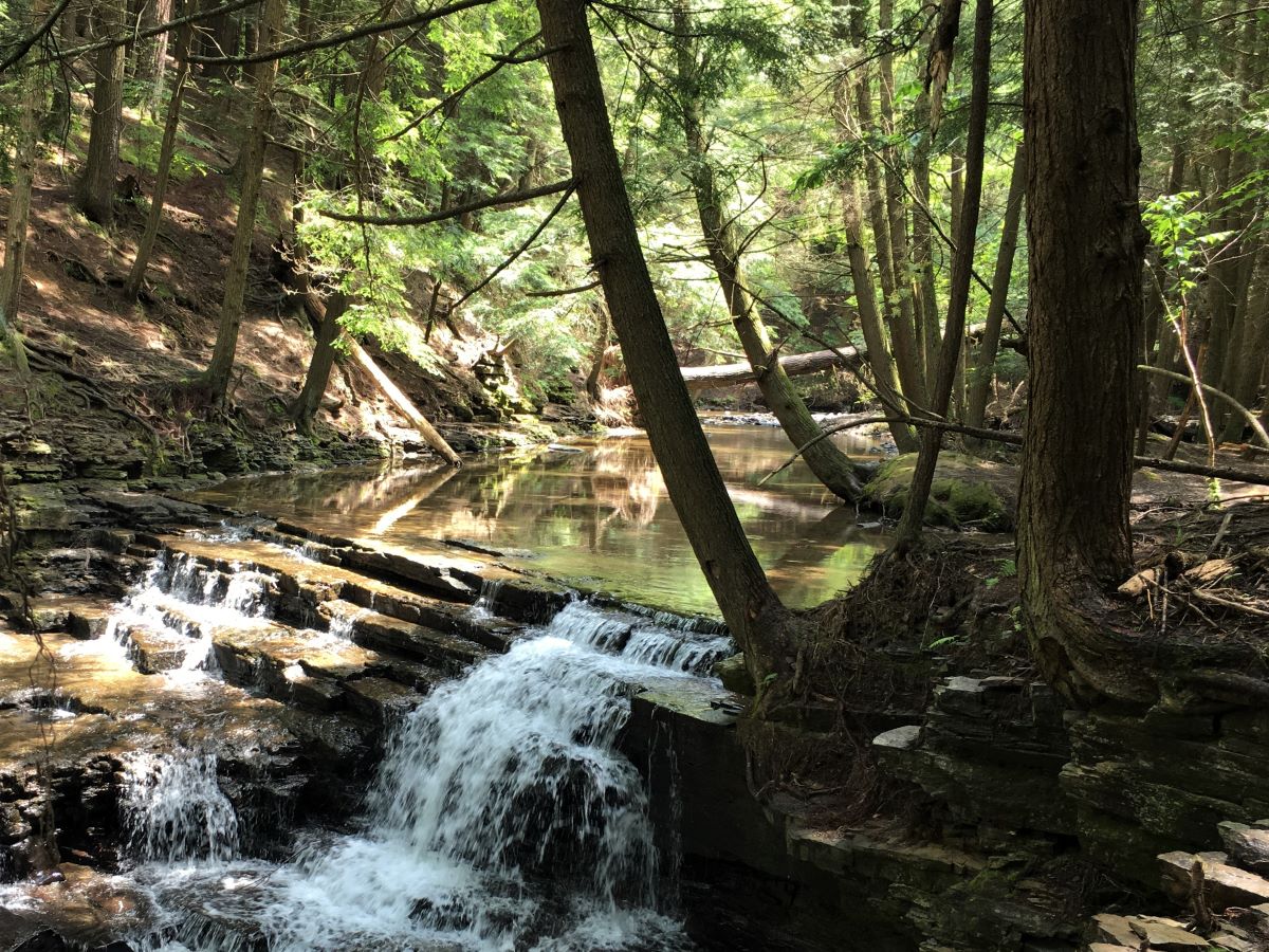 Salt Springs State Park waterfall in the hemlock forest.