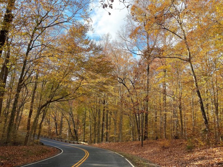 Scenic drive through Prince William Forest Park