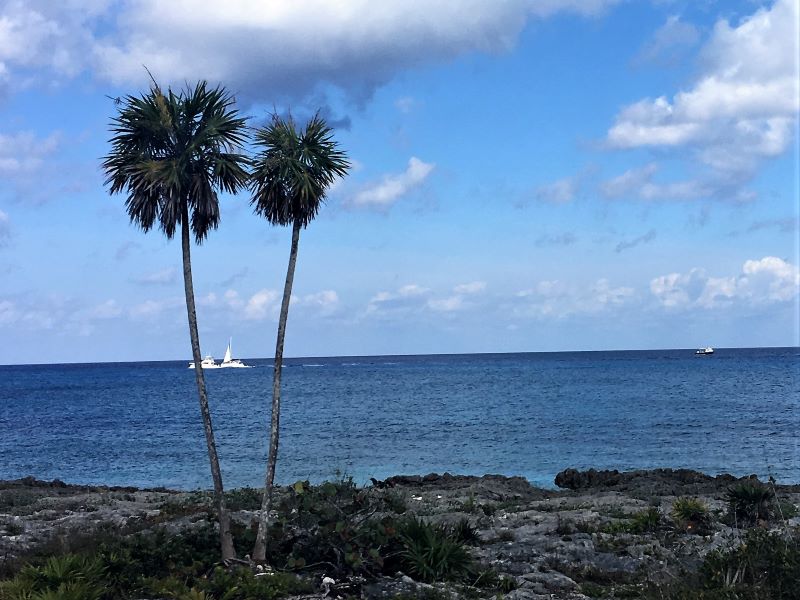 Palm trees with boats at sea in Cozumel