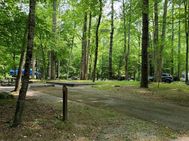 Pull in campsite at Elmont Campground, set among the trees
