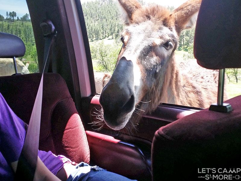 camping ideas for families in SD include seeing the begging burros.