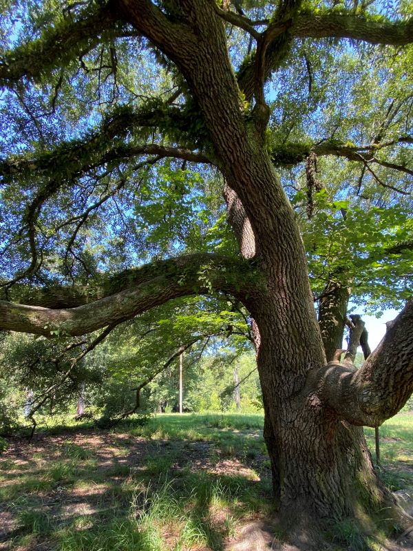 Live oak tree at Carvers Creek State Park