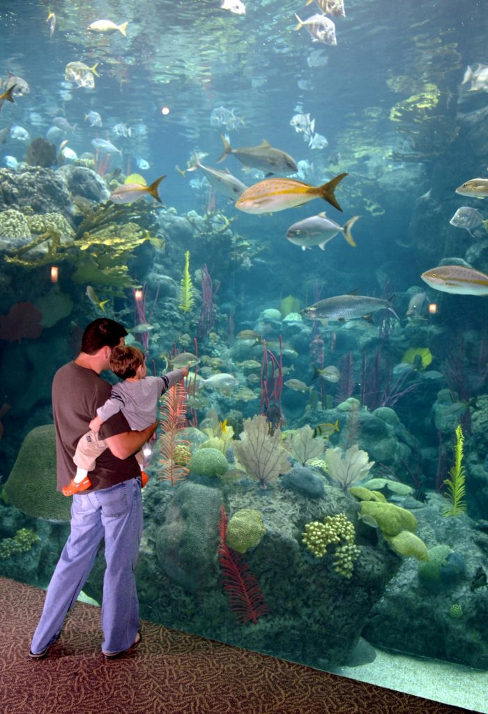 Parent and young child looking at fish at the Florida Aquarium in Tampa.