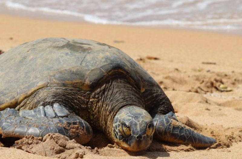 Turtle in forefront at Turtle Beach, one of the best attractions in Oahu.
