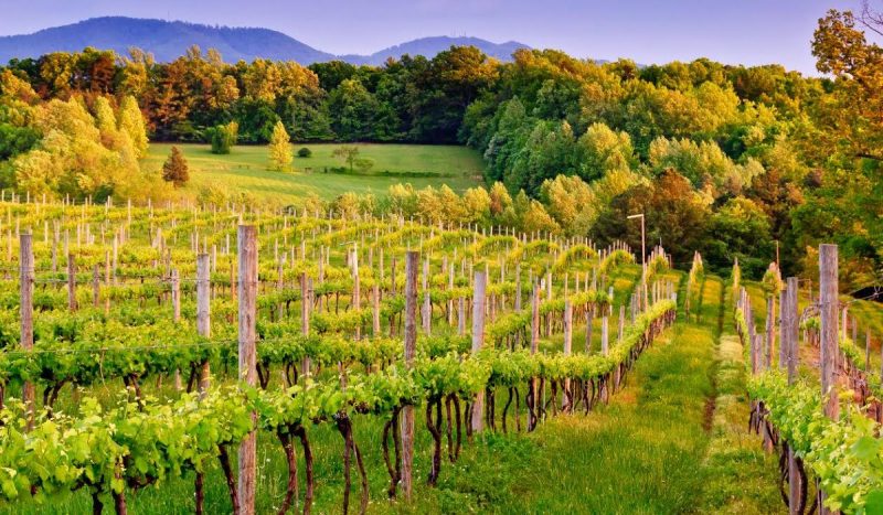 Vineyard in Charlottesville, VA -- image shows rows of grape plants on stakes with tree covered mountain behind