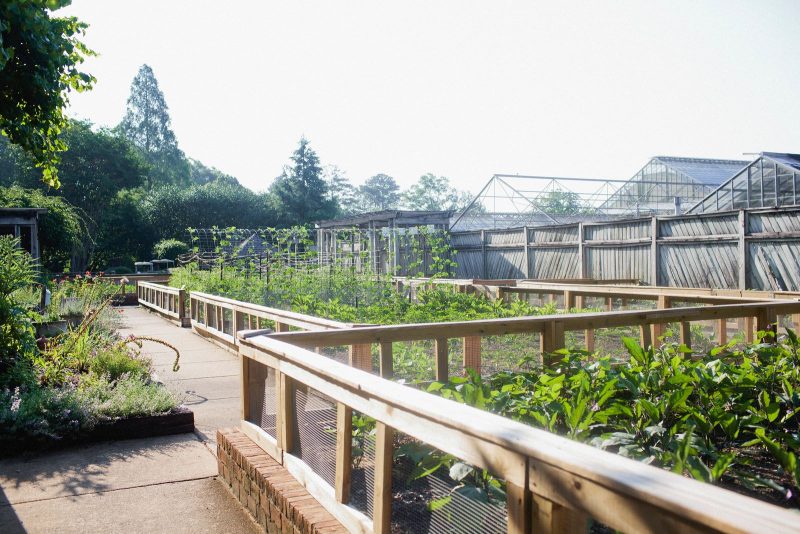 Bruno Vegetable Garden used in summer camps at the Birmingham Botanical Gardens, “Courtesy of Friends of Birmingham Botanical Gardens"
