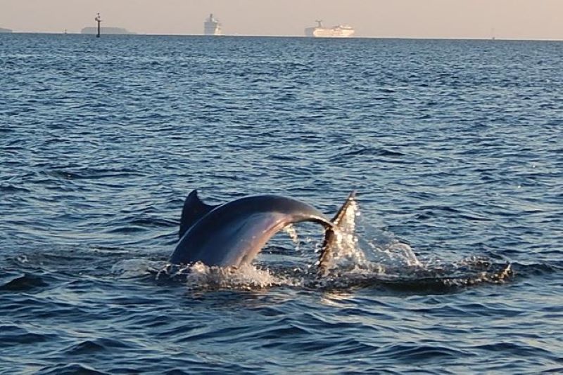 dophin in Tampa Bay, seen on a dolphin sight-seeing cruise