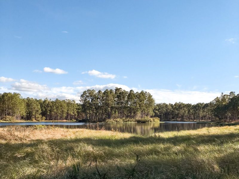 Moss Park in Orlando, lake, trees, blue skies and long grasses