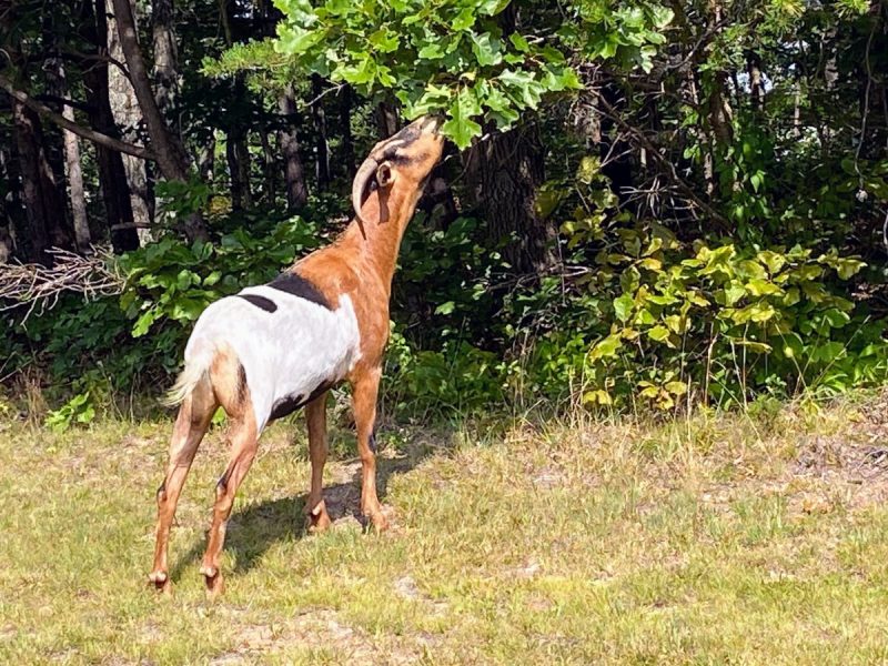 Brown front goat with black and white backside stretching his neck to snack on an oak tree at The Cove in Gore, VA