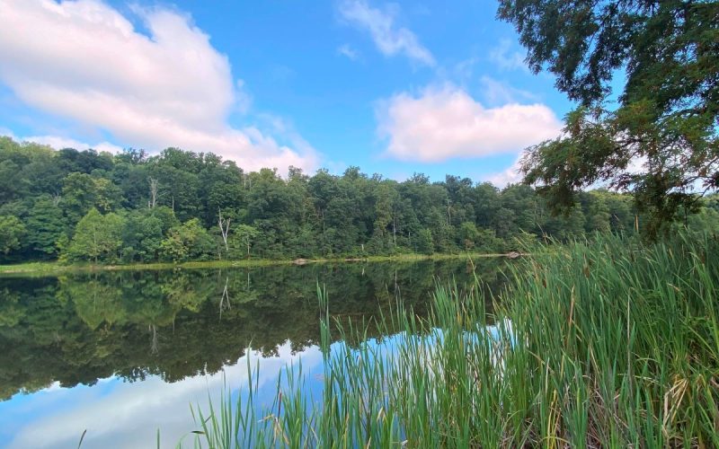 lake with sky reflected on the water, trees in background and cattails in foreground at a campground in VA