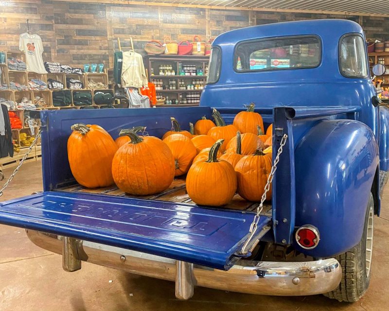 Old blue Chevy truck filled with pumpkins at the shop at Great Country Farms