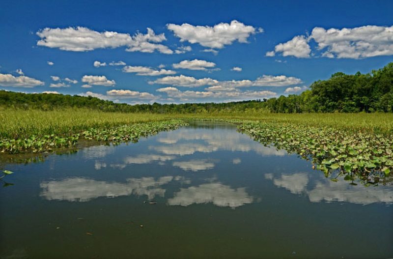 Wetlands at Crow's Nest Natural Area Preserve in Stafford County, VA showing clouds reflected in the water with lily pads. Photo credit: © DCR-DNH, Gary P. Fleming