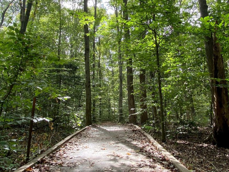 boardwalk trail through the trees at Elizabeth Hartwell Mason Neck National Wildlife Refuge in Fairfax County, VA
