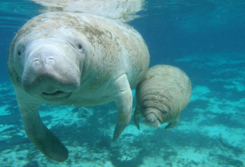 manatee mom and baby swimming in the Caribbean Sea in Cozumel