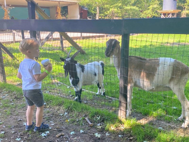 Little boy feeding goats at Great Country Farm