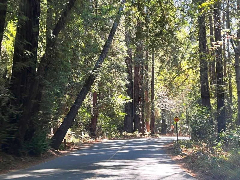 Tree lined roadway through Pfeiffer Big Sur State Park