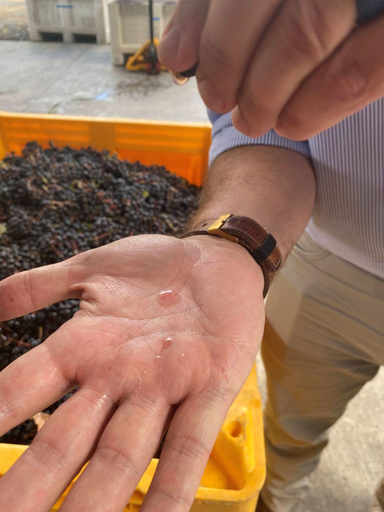 Juice being squeezed out of a grape during our winery tour 