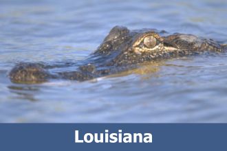 alligator face peeking out of water in Louisiana