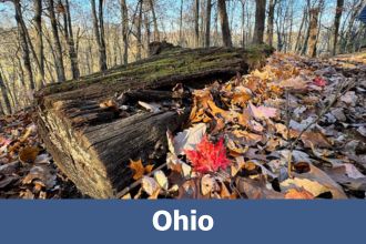 Log, fallen leaves and one red leaf in the woods in Ohio