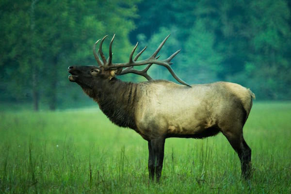 Profile view of elk with antlers in a field with trees behind