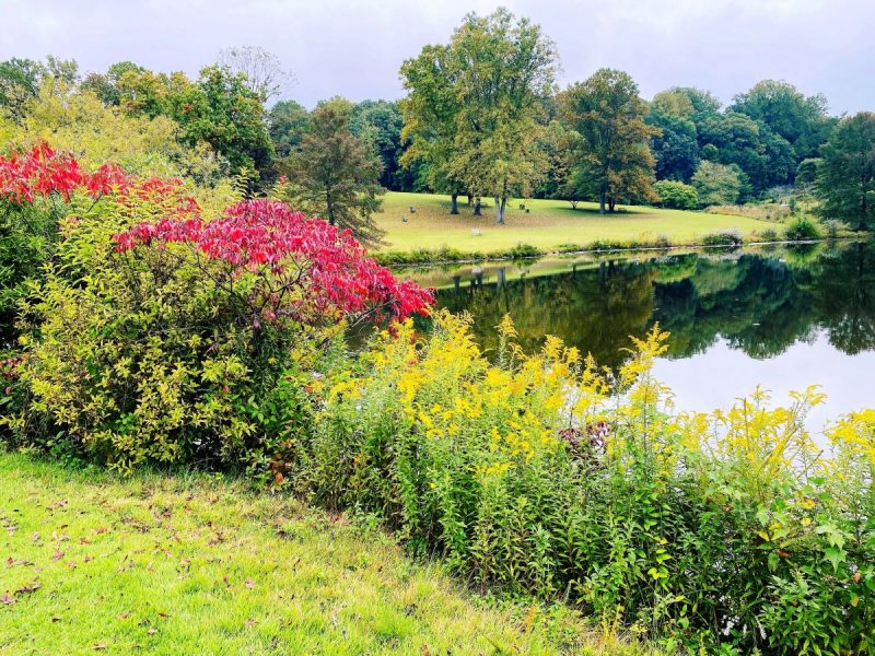 Lake with trees and flowers at Meadowlark Botanical Gardens in Vienna, VA.