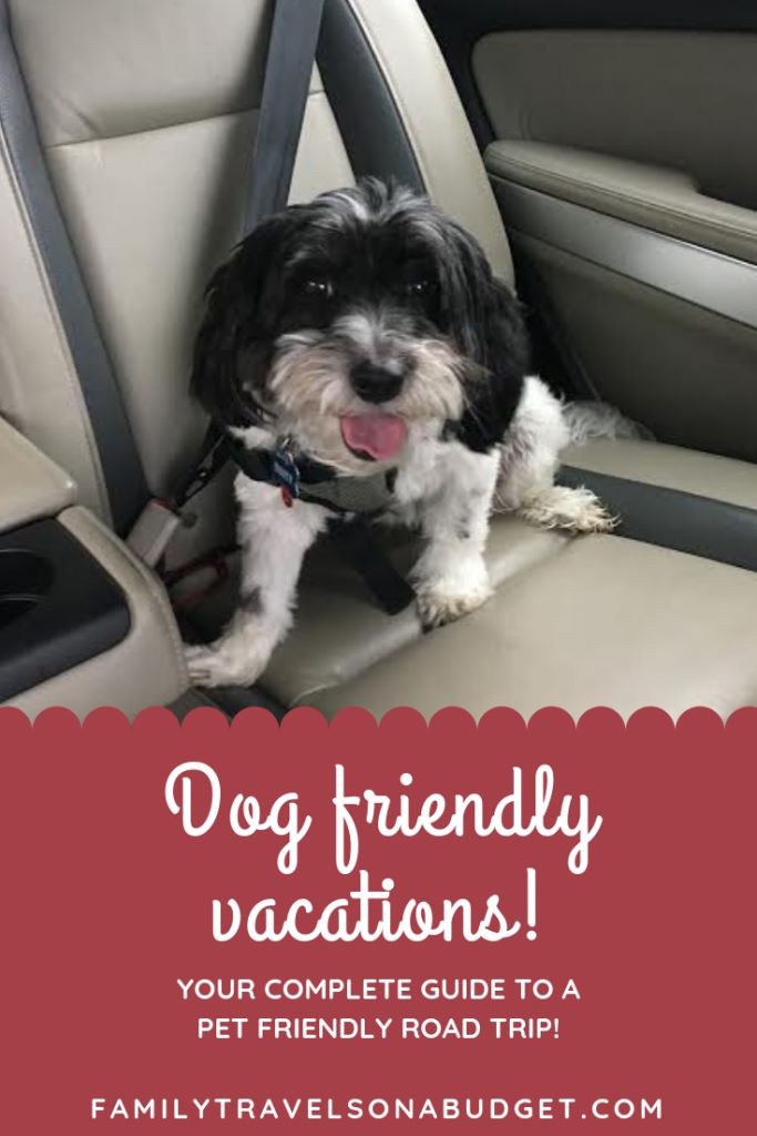 Small black and white dog bucked in to the back seat of a car with the title "Dog Friendly Vacations" in white on a red background.